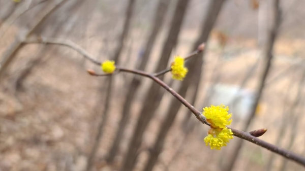 금물산면(남면)꽃밭마을 화전리길골 뒷산에 생강나무 수줍게 피어향을 세상에 날리며 봄소식을 전하다.